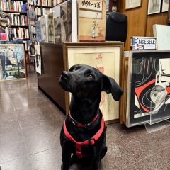 visitas-perros-libreria-independiente-libreria-dedalus-madrid